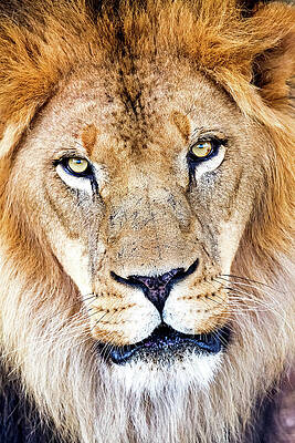 Kitambi the Lion by Good Focused Kitambi the Lion by Good Focused