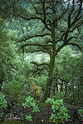 Wall Art - Photograph - Klamath Rive Mossy Tree by Charlie Osborn