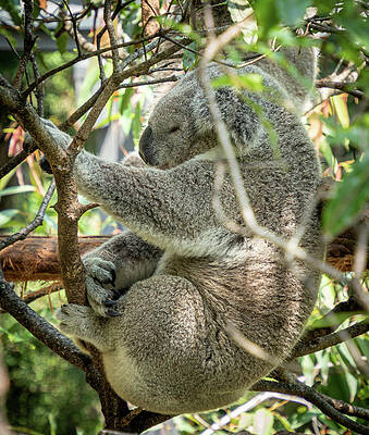 koala 22356-1 by Deidre Elzer-Lento koala 22356-1 by Deidre Elzer-Lento