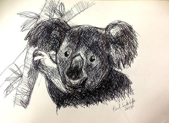 Koala and Eucalyptus tree by Paul Sutcliffe Koala and Eucalyptus tree by Paul Sutcliffe