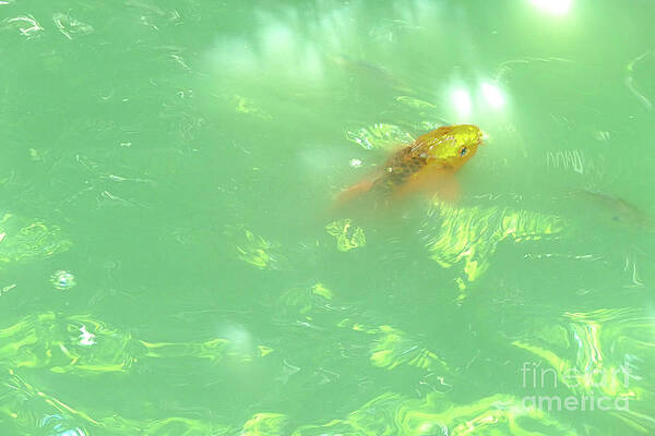 Wall Art - Photograph - Koi by the surface by Bentley Davis
