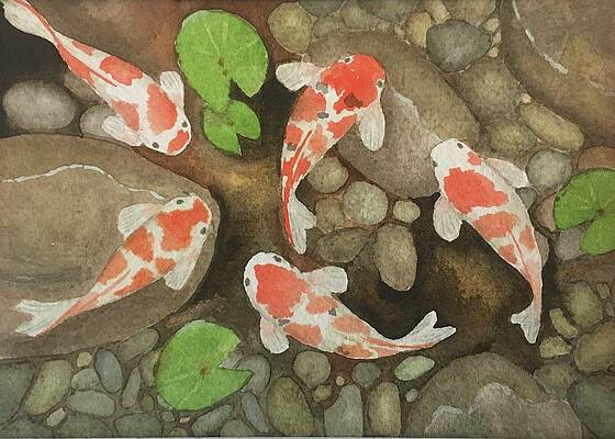 Koi Watercolor Painting by Sarah DuBree - Fine Art America