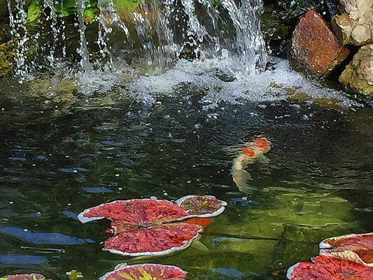 Wall Art - Photograph - Koi Pond and Waterfall by Karen Zuk Rosenblatt