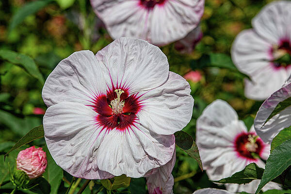 Kopper King Hibiscus Bloom by Fon Denton Kopper King Hibiscus Bloom by Fon Denton