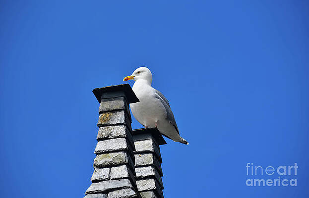La mouette by PatriZio M Busnel La mouette by PatriZio M Busnel