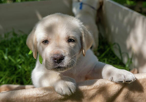 Labrador puppy portrait by Mikhail Kokhanchikov Labrador puppy portrait by Mikhail Kokhanchikov
