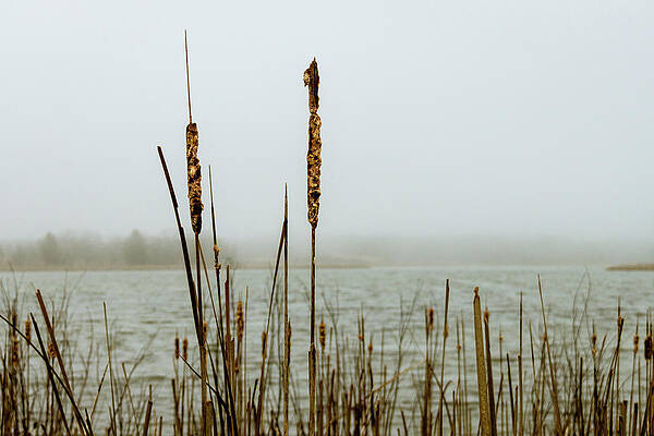 Wall Art - Photograph - Lakeside Reeds in the Fog by Craig A Walker