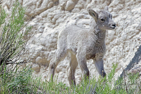 Lamb in Badlands by Natural Focal Point Photography Lamb in Badlands by Natural Focal Point Photography