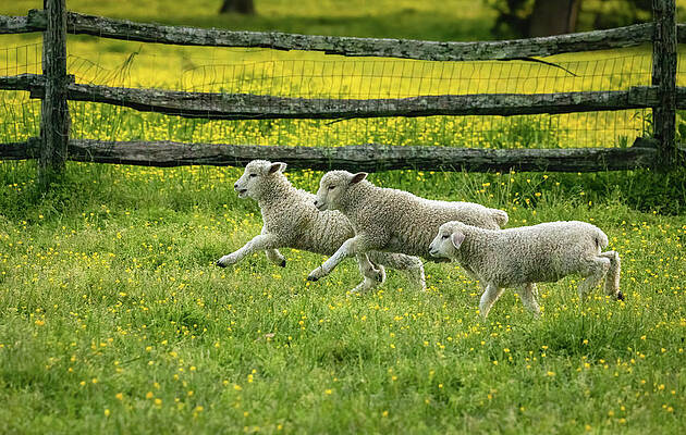 Wall Art - Photograph - Lambs Running in the Spring by Lara Morrison