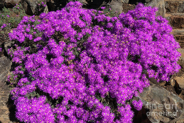Lampranthus At Kirstenbosch by Eva Lechner Lampranthus At Kirstenbosch by Eva Lechner