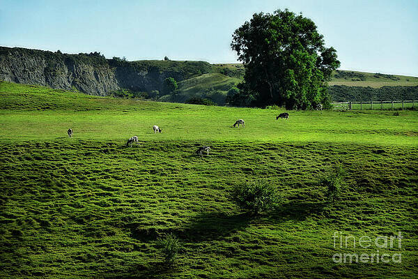 Wall Art - Photograph - Landscape with Jacob Sheep by Yvonne Johnstone