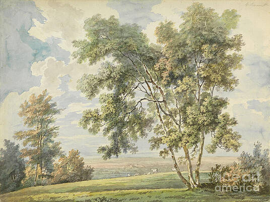 Wall Art - Photograph - Landscape with Trees and Sheep by Science Source