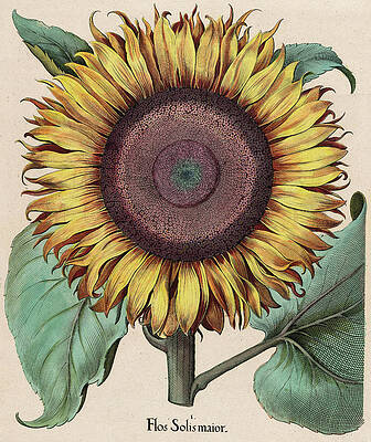 Sunflowers Paintings (Page #17 of 35) | Fine Art America