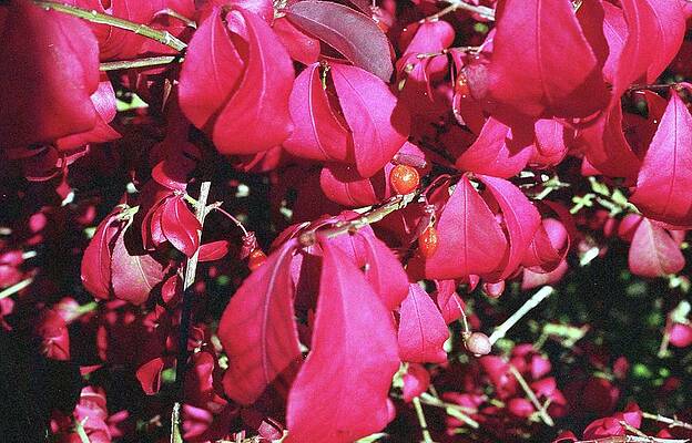 Wall Art - Photograph - Last Berries of Fall by Lawrence Christopher