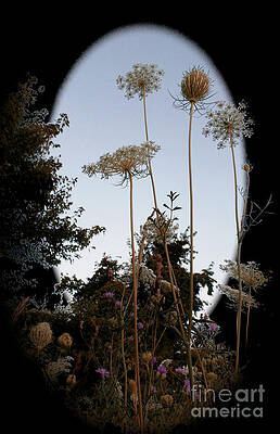 last of the lace by AnnMarie Parson-McNamara last of the lace by AnnMarie Parson-McNamara