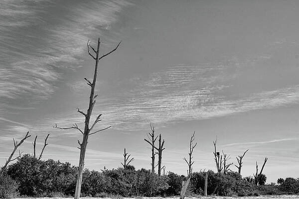 Last Trees Standing by Robert Wilder Jr Last Trees Standing by Robert Wilder Jr