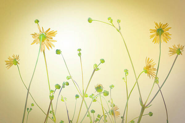 Late Summer Sunshine by Stephen Young Late Summer Sunshine by Stephen Young
