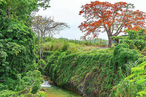 Laughlands Great River in Jamaica by Debbie Ann Powell Laughlands Great River in Jamaica by Debbie Ann Powell