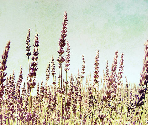 Lavandula by Lupen Grainne Lavandula by Lupen Grainne