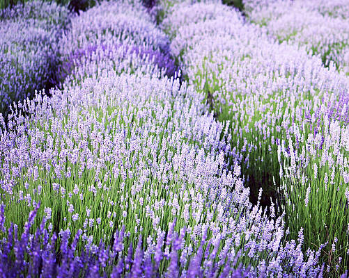 Lavender Blue by Lupen Grainne Lavender Blue by Lupen Grainne