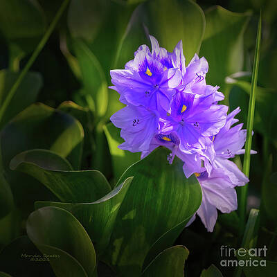 Hyacinth Flower Stems Art Print by Ian Gowland - Fine Art America