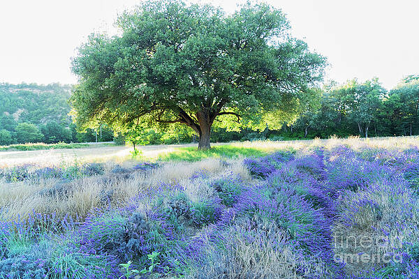 Lavender field and Sunshine by Anastasy Yarmolovich Lavender field and Sunshine by Anastasy Yarmolovich