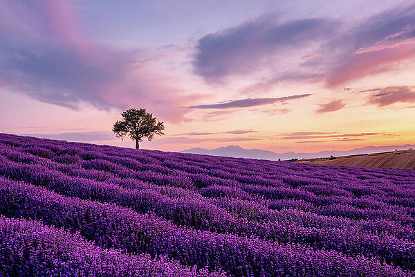 Wall Art - Photograph - Lavender field with a Lonely Tree and a Mountain in the Background at Sunset by Alexios Ntounas