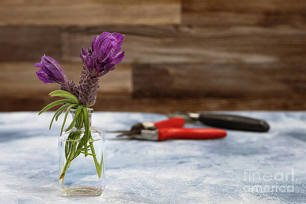 Wall Art - Photograph - Lavender from the garden by Cindy Shebley