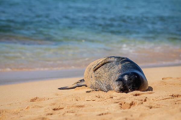 Wall Art - Photograph - Lazy Monk Seal by Robert J Wagner