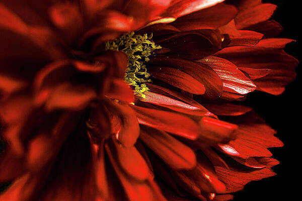 Wall Art - Photograph - Lazy Red Petals by Vi Ray