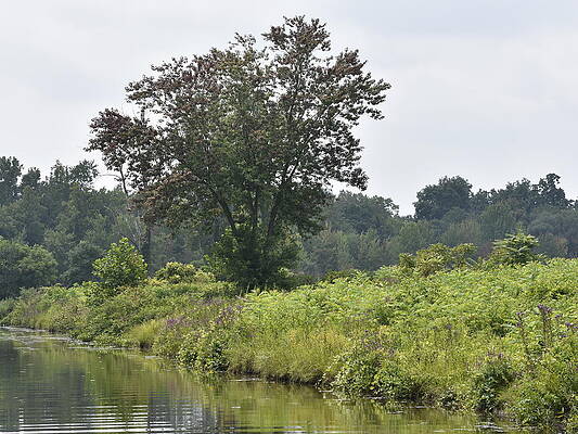 Wall Art - Photograph - The tree by Donald Barnett
