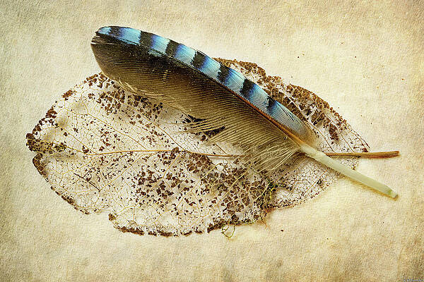 Leaf and Feather Horizontal by Weston Westmoreland Leaf and Feather Horizontal by Weston Westmoreland