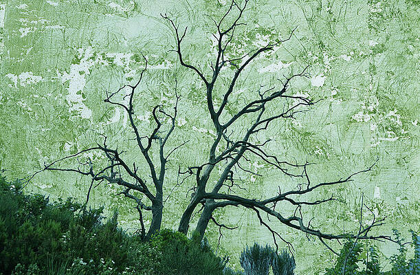 Wall Art - Digital Art - Leafless Tree on Overcast Day 2 by Lorena Cassady