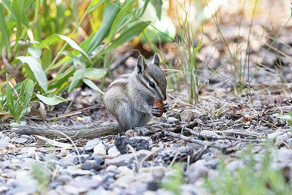Least Chipmunk Nibbles a Morsel by Tony Hake Least Chipmunk Nibbles a Morsel by Tony Hake