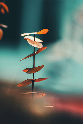 Leaves by Cristina Covas