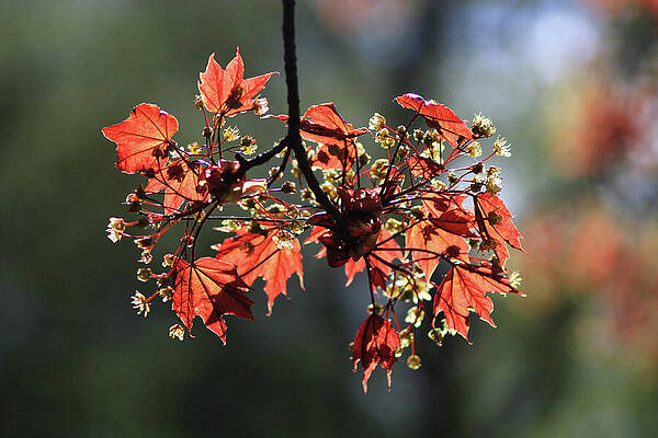 Wall Art - Photograph - Leaves of Fire by Maria Dimitrova