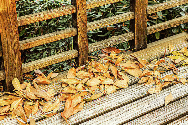 Wall Art - Photograph - Leaves On A Park Bench-001-C by David Allen Pierson