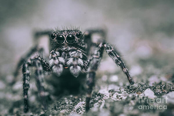 Leg Horns. Jumping Spider, Black and White Macro Photograph by Stephen Geisel Leg Horns. Jumping Spider, Black and White Macro Photograph by Stephen Geisel