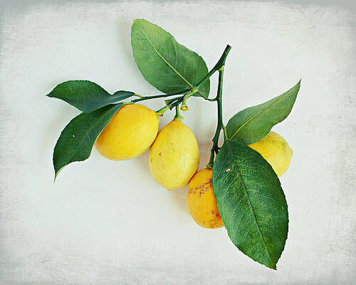 Lemon Branch by Lupen Grainne Lemon Branch by Lupen Grainne