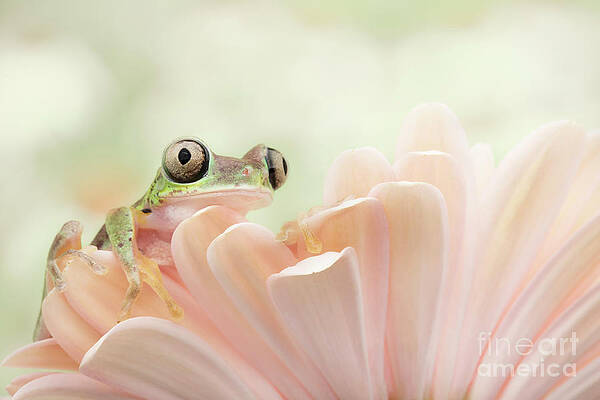 Lemur Frog Cimbing on Flower by Linda D Lester Lemur Frog Cimbing on Flower by Linda D Lester