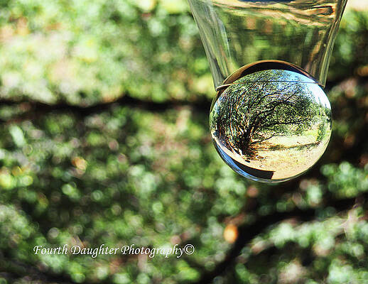Lensball Tree by Diane Shirley Lensball Tree by Diane Shirley