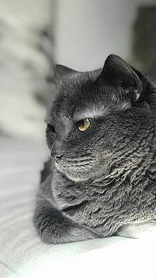 Leonardo by Carole Foret Leonardo by Carole Foret