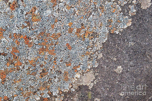 Wall Art - Photograph - Lichen and Stone by Tim Gainey