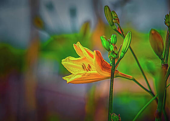 Life #l2 by Leif Sohlman Life #l2 by Leif Sohlman