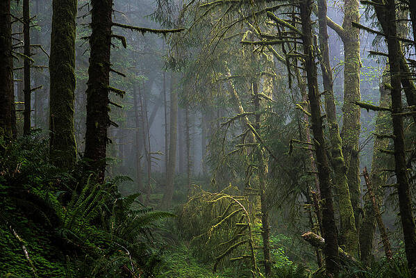 Light and Mist in the Forest by Robert Potts Light and Mist in the Forest by Robert Potts