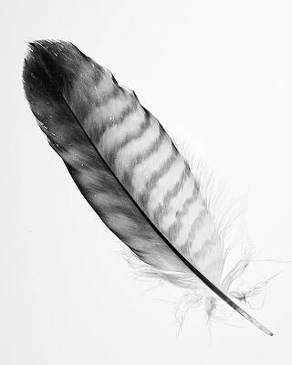 Light as a Feather by David Casteel Light as a Feather by David Casteel