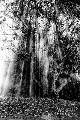 Light beams through tree in monochrome by Sheila Smart Fine Art Photography Light beams through tree in monochrome by Sheila Smart Fine Art Photography