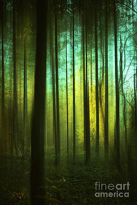 Light in the Forest by David Lichtneker Light in the Forest by David Lichtneker