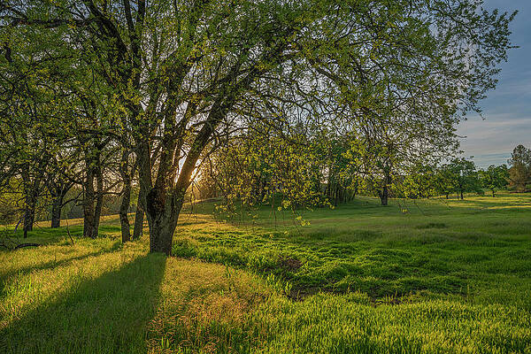 Light Soaked Oaks by Jonathan Hansen Light Soaked Oaks by Jonathan Hansen