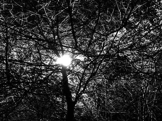Wall Art - Photograph - Light Through a Tangle by Brandon Strellis